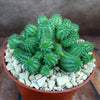 Euphorbia susannae multihead