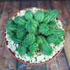 Euphorbia susannae multihead