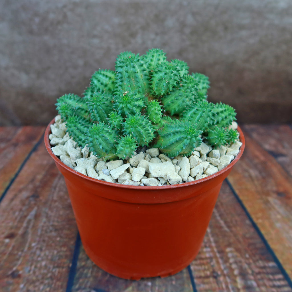 Euphorbia susannae multihead