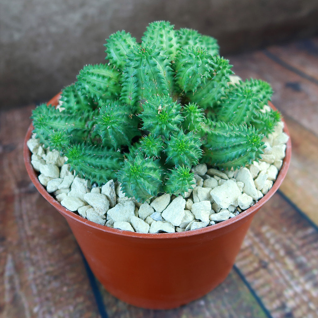 Euphorbia susannae multihead