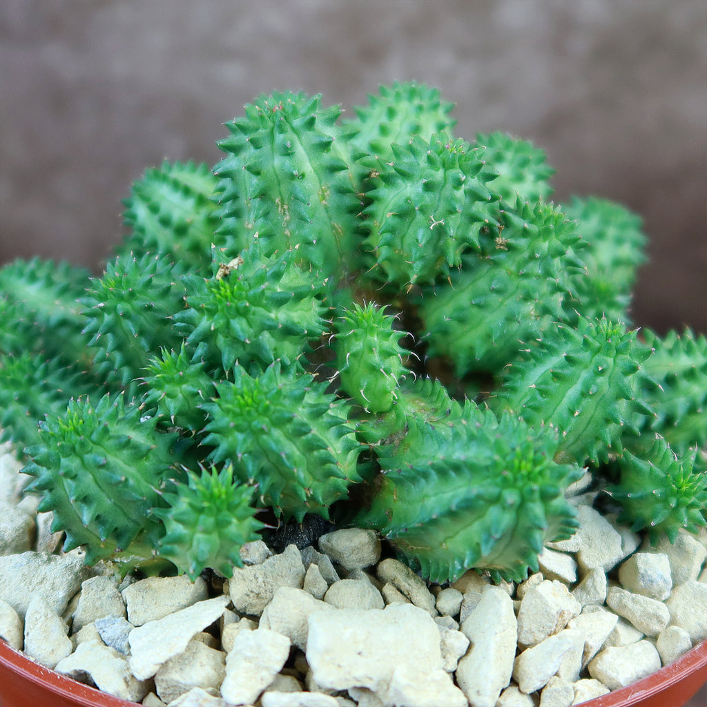 Euphorbia susannae multihead