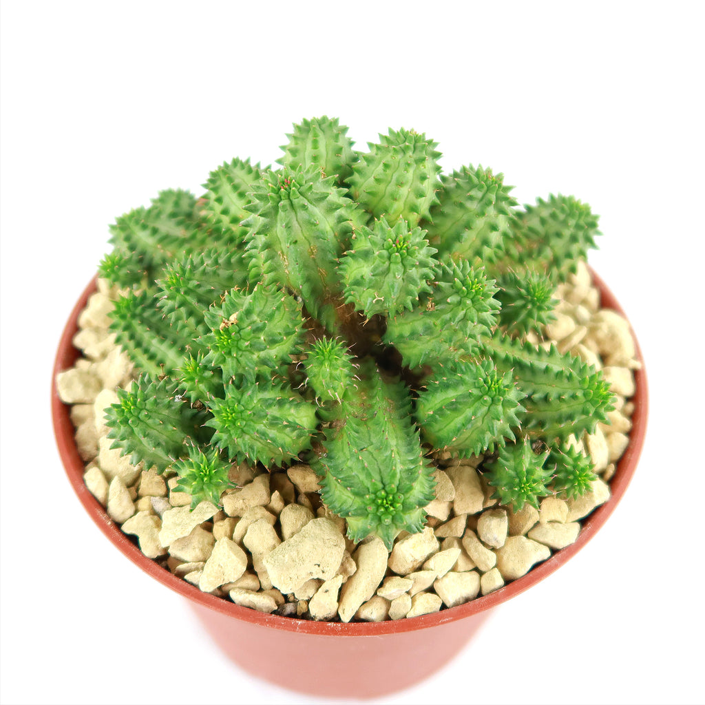 Euphorbia susannae multihead