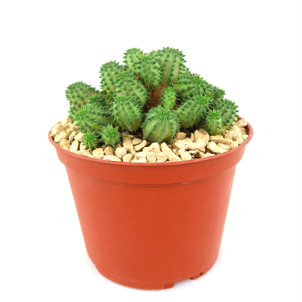 Euphorbia susannae multihead