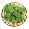 Euphorbia susannae multihead
