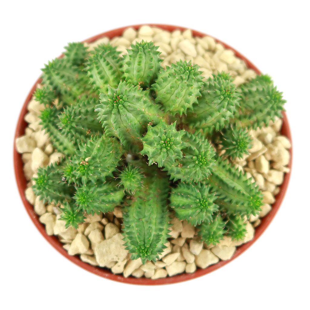 Euphorbia susannae multihead
