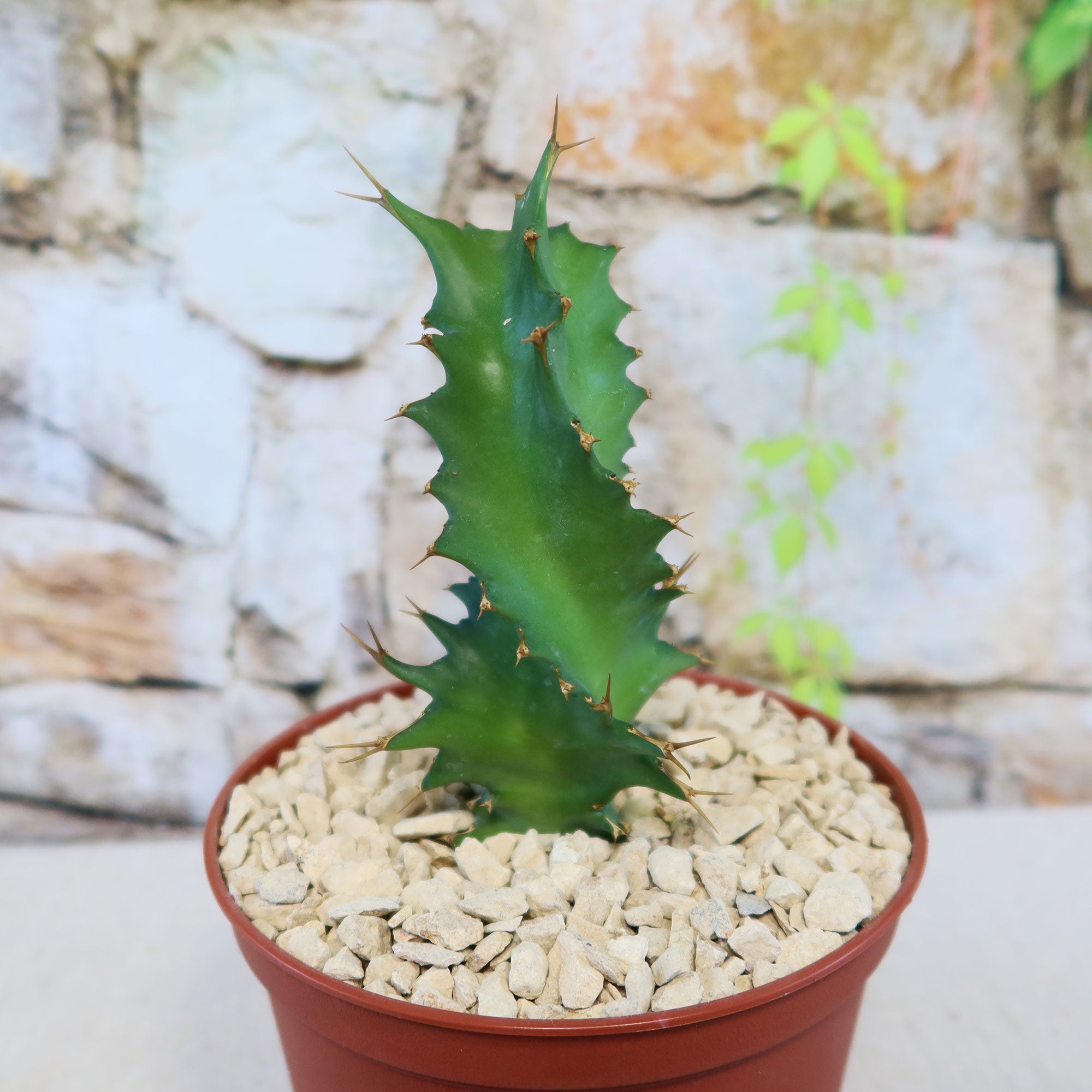 Euphorbia tortirama, a rare green spiky succulent with wavy edges, stands upright in a brown pot of gravel against stone and greenery.