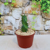 Euphorbia tortirama succulent with jagged edges in a brown pot with white gravel, set before a stone wall and green vines.
