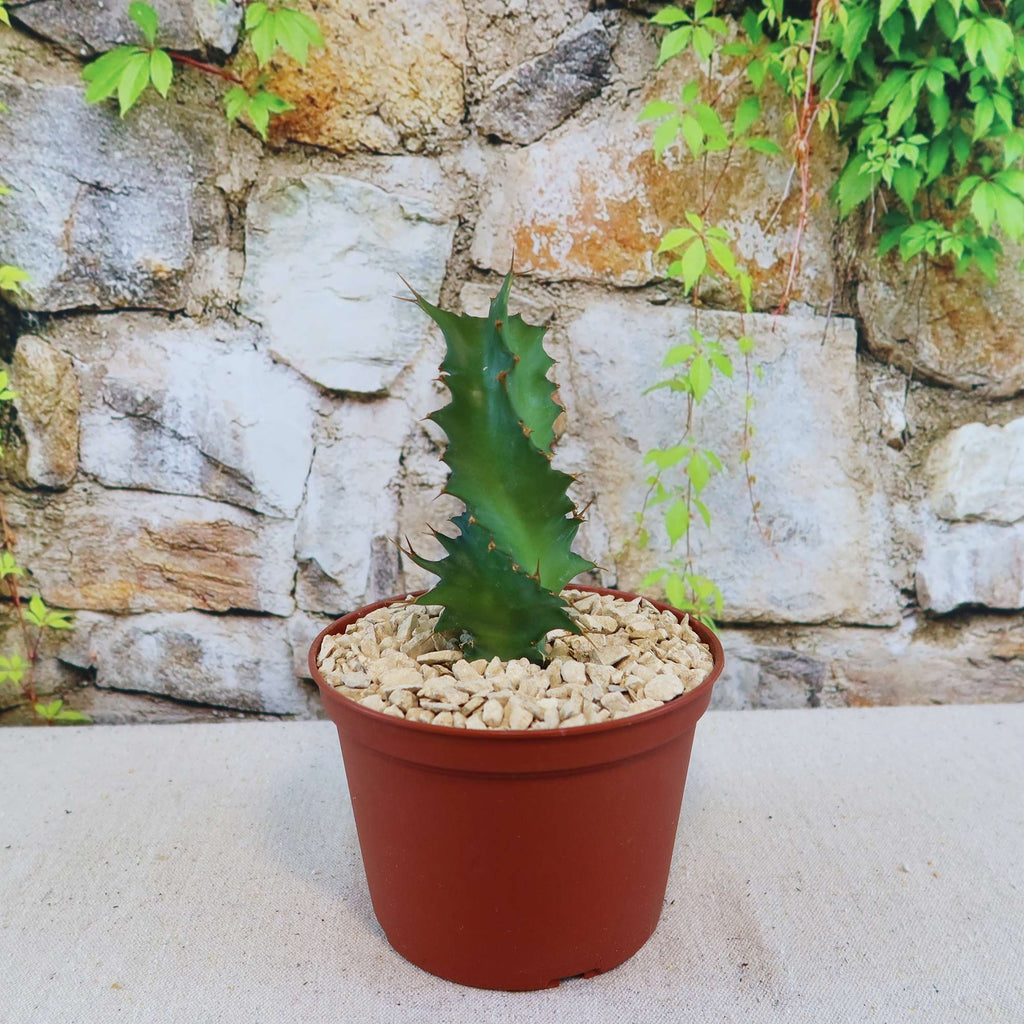 Euphorbia tortirama succulent with jagged edges in a brown pot with white gravel, set before a stone wall and green vines.