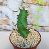 Rare Euphorbia tortirama succulent displayed in a pot, featuring elegant, sculptural forms similar to modern art.