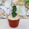 Euphorbia tortirama, a rare spiky green succulent in a brown plastic pot with light gravel, set by a rustic stone wall with vines.