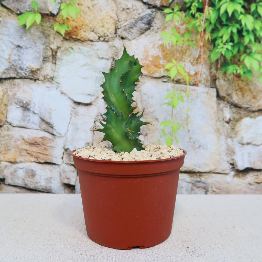 Euphorbia tortirama, a small spiky green succulent with serrated edges, in a brown plastic pot with light gravel near a stone wall.