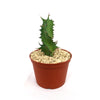 Euphorbia tortirama, a rare upright cactus with spiky edges, in a small brown pot with light gravel against a plain white background.