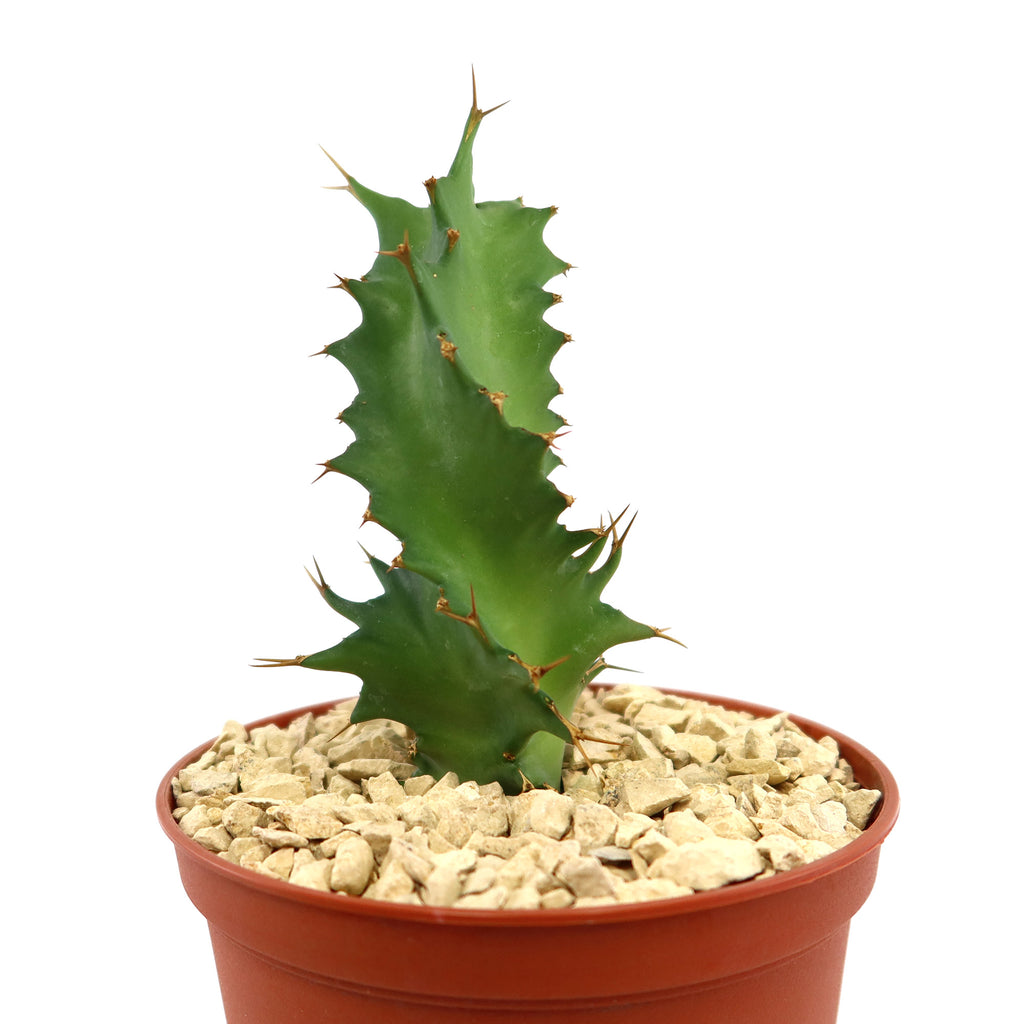 Euphorbia tortirama cactus with spiky green edges in a small brown pot with light gravel, displayed on a plain white background.