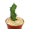 Euphorbia tortirama succulent with wavy edges and sharp spines in a small brown pot with tan gravel on a white background.