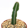 A single Euphorbia virosa, known for its sharp spines, stands tall in a small pot of gravel and rocks against a white background.