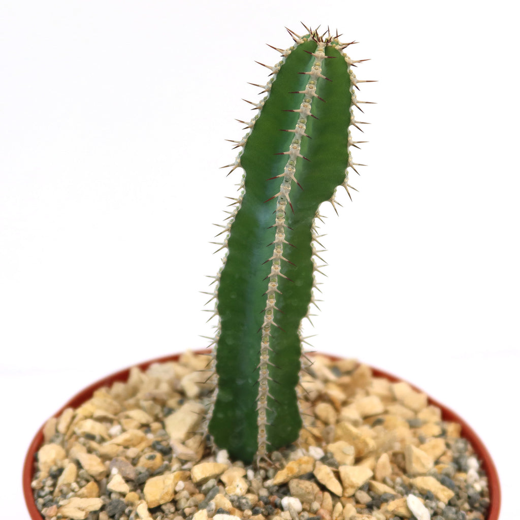 Potted indoor plant with glossy green leaves beside a small Buddha statue