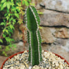 A potted Euphorbia virosa with vertical ridges and sharp spines stands tall in gravel, set against a blurred stone wall and green foliage background.