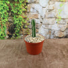 A Euphorbia virosa in a brown plastic pot with light pebbles sits on a brown surface, backed by a stone wall and green vines.