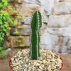 A single Euphorbia virosa, a tall green plant with sharp spines, is potted in small rocks and placed before a stone wall with blurred green foliage behind.