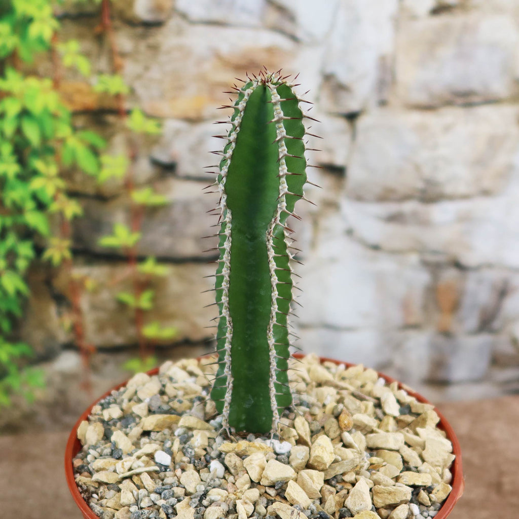 Potted indoor plant with glossy green leaves beside a small Buddha statue