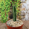 A single tall green Euphorbia virosa with spines grows in a small brown pot of rocks, set before blurred green ivy and a stone wall.