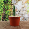 A small, upright Euphorbia virosa with spines is potted in a brown plastic pot filled with light rocks, placed on a brown surface with a stone wall and green leafy vines in the background.
