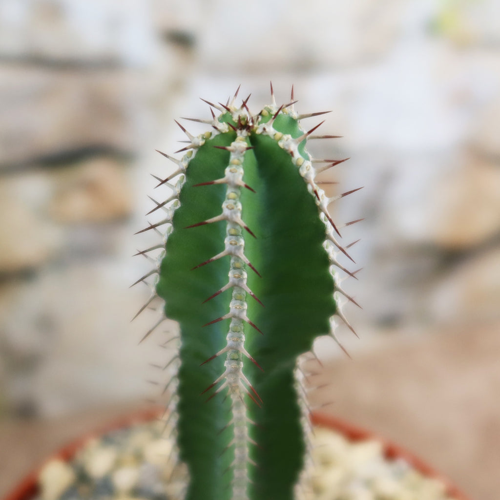 Potted indoor plant with glossy green leaves beside a small Buddha statue