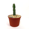 A small green Euphorbia virosa cactus with thin spines stands upright in a brown plastic pot filled with pale gravel, displayed against a plain white background.