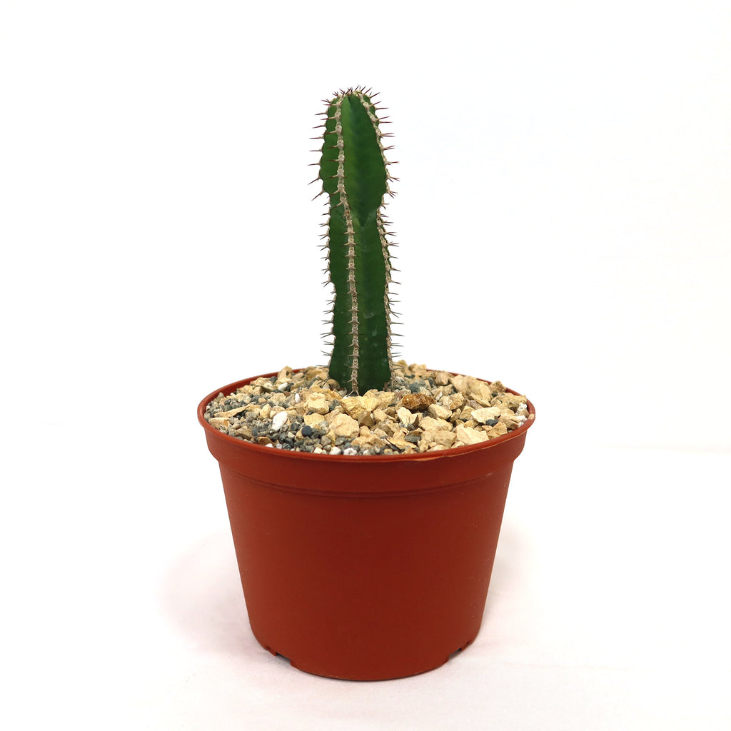 Potted indoor plant with glossy green leaves beside a small Buddha statue
