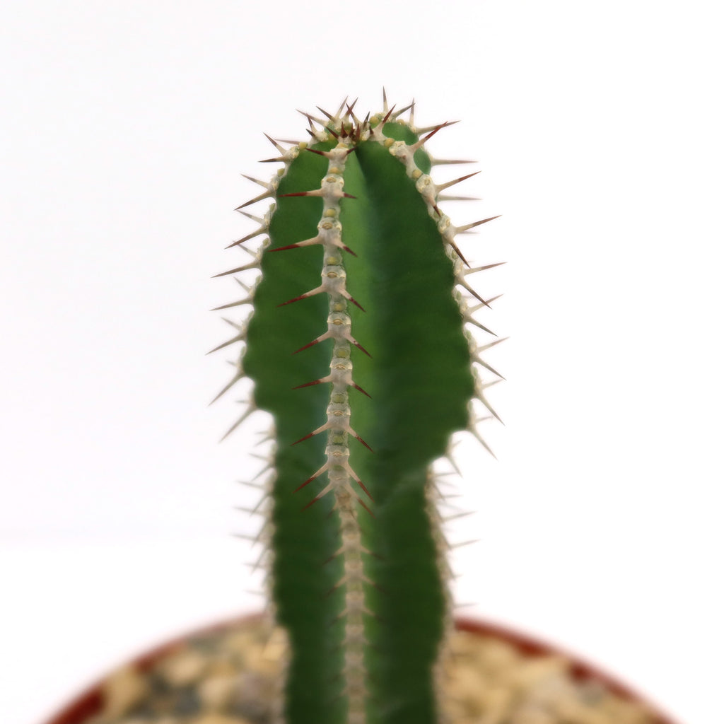 Potted indoor plant with glossy green leaves beside a small Buddha statue
