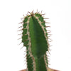 Close-up of the Euphorbia virosa cactus, displaying its long, sharp brown spines along green ridges, set against a plain white background.