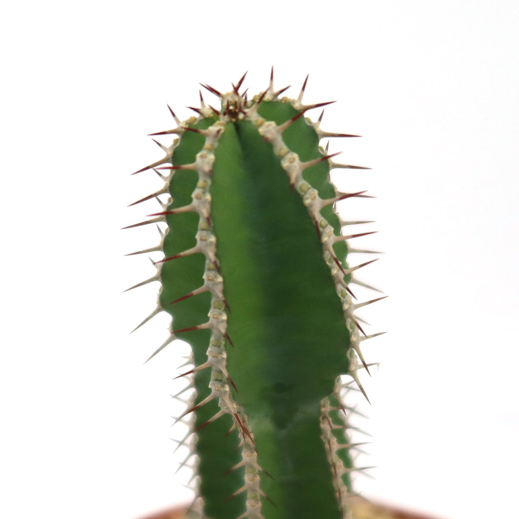 Potted indoor plant with glossy green leaves beside a small Buddha statue