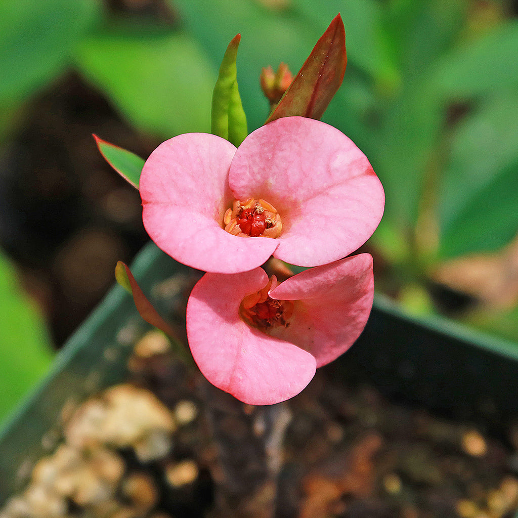 Euphorbia milii grandiflora green apple