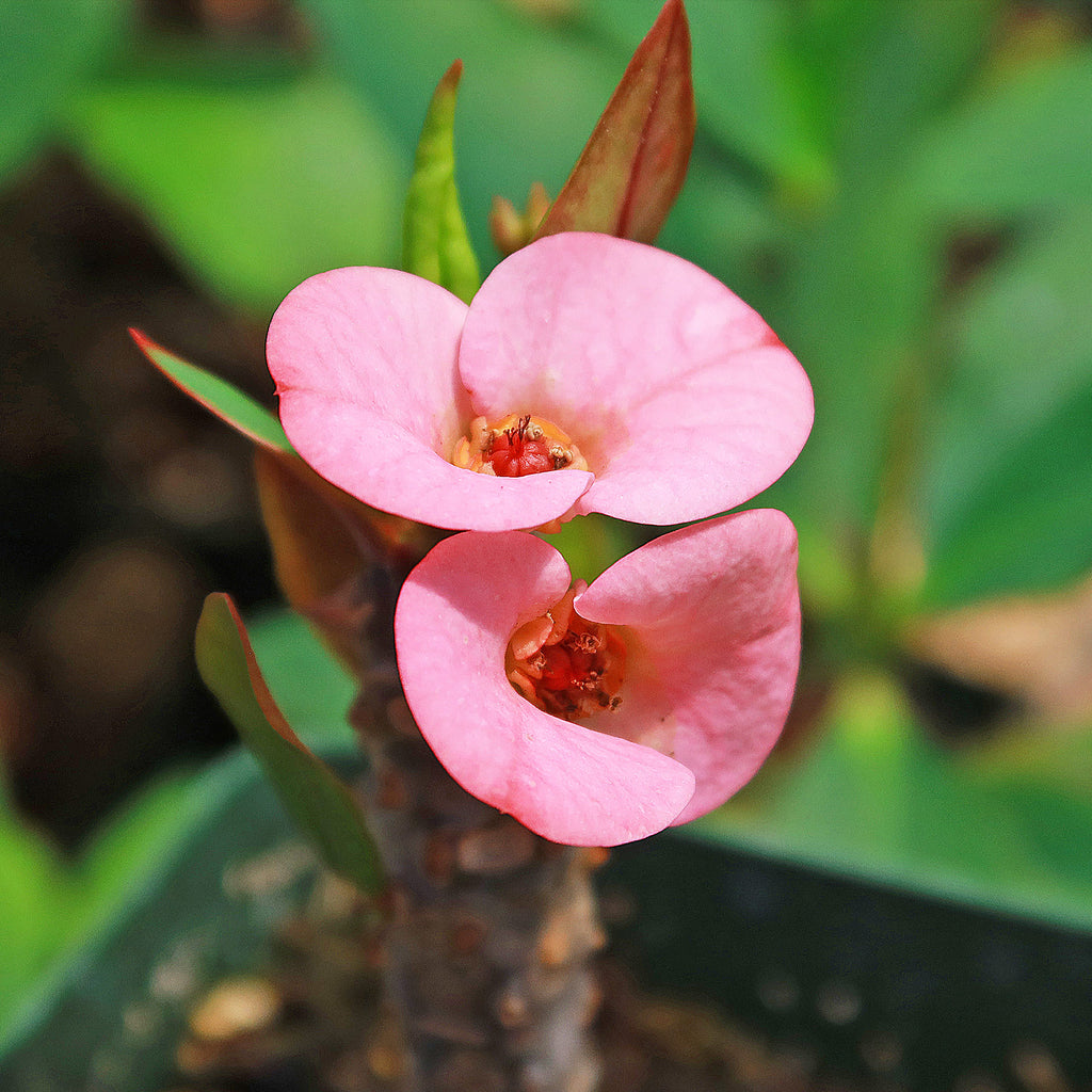 Euphorbia milii grandiflora green apple