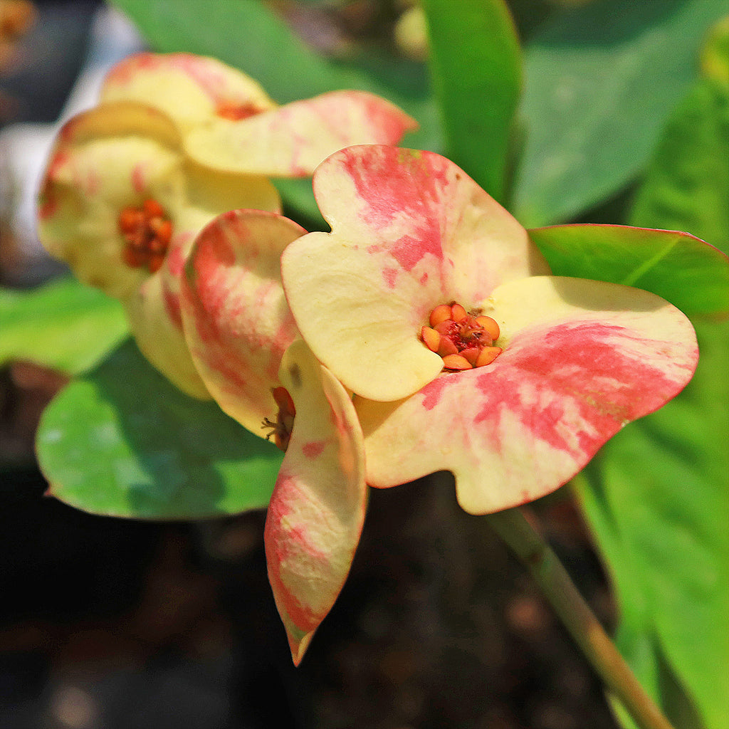 Euphorbia milii grandiflora nam chock-Yellow Red