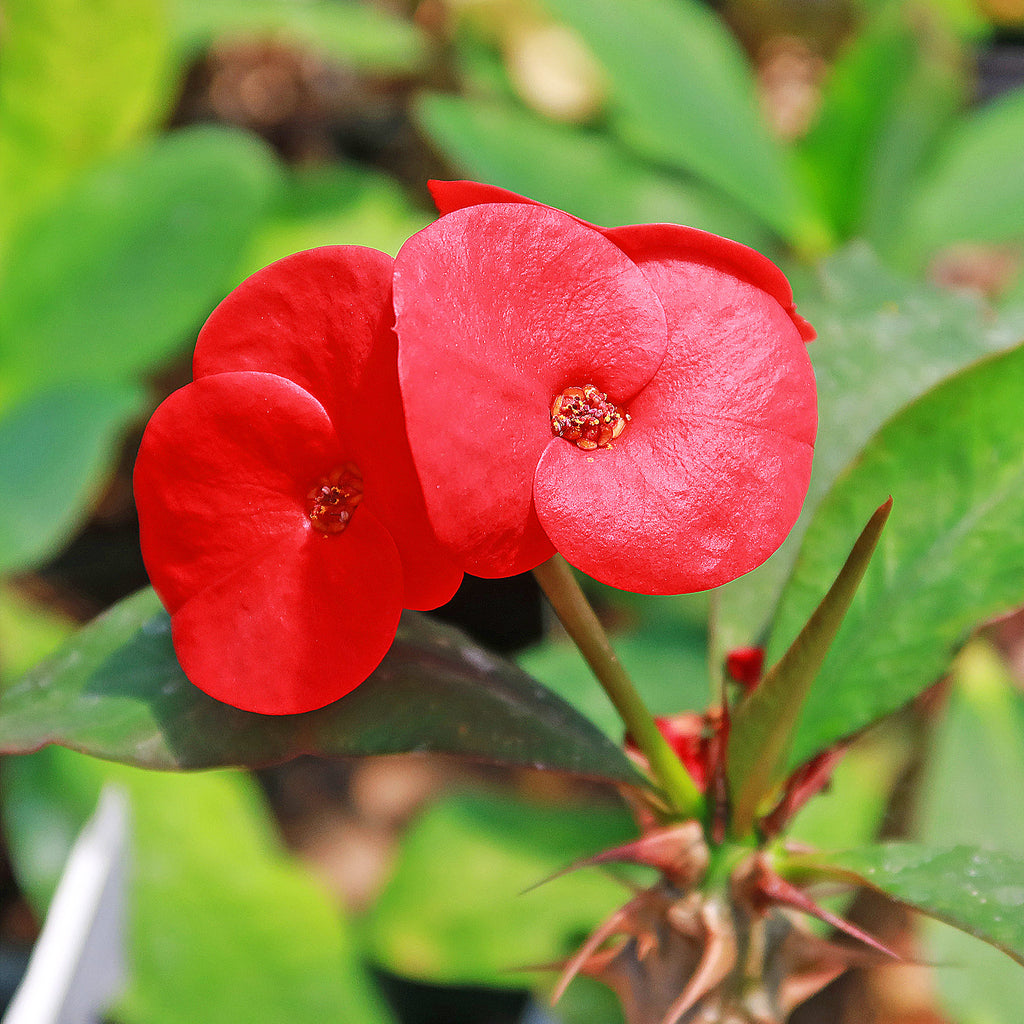 Euphorbia milii grandiflora sri suparat-Red