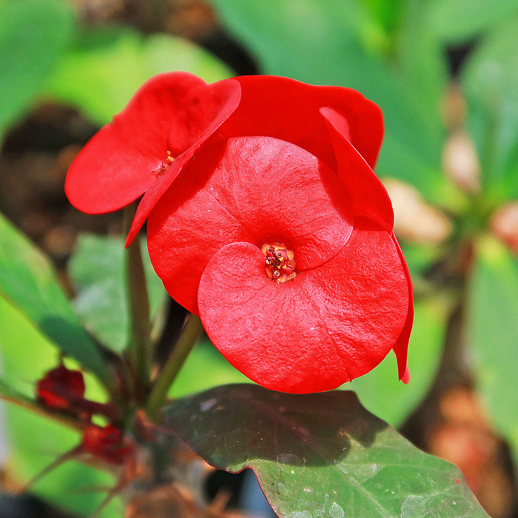 Euphorbia milii grandiflora sri suparat-Red
