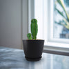 Euphorbia anoplia tanzania zipper plant