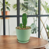Euphorbia anoplia tanzania zipper plant