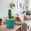 Euphorbia anoplia tanzania zipper plant