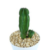 Euphorbia anoplia tanzania zipper plant