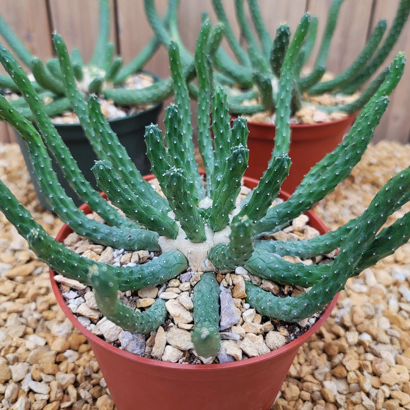 Euphorbia esculenta inhermis