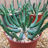 Euphorbia esculenta inhermis