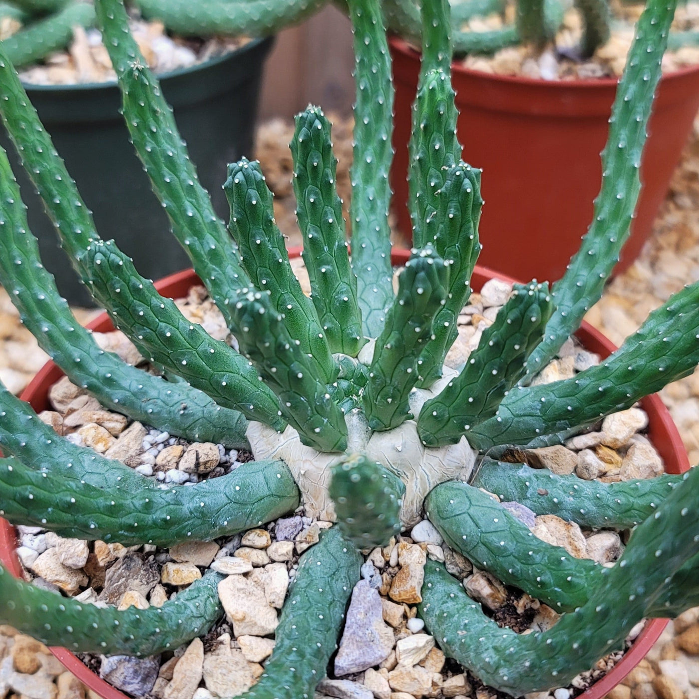 Euphorbia esculenta inhermis