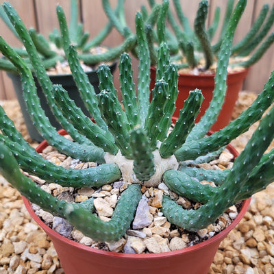 Euphorbia esculenta inhermis