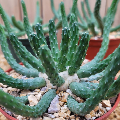 Euphorbia esculenta inhermis