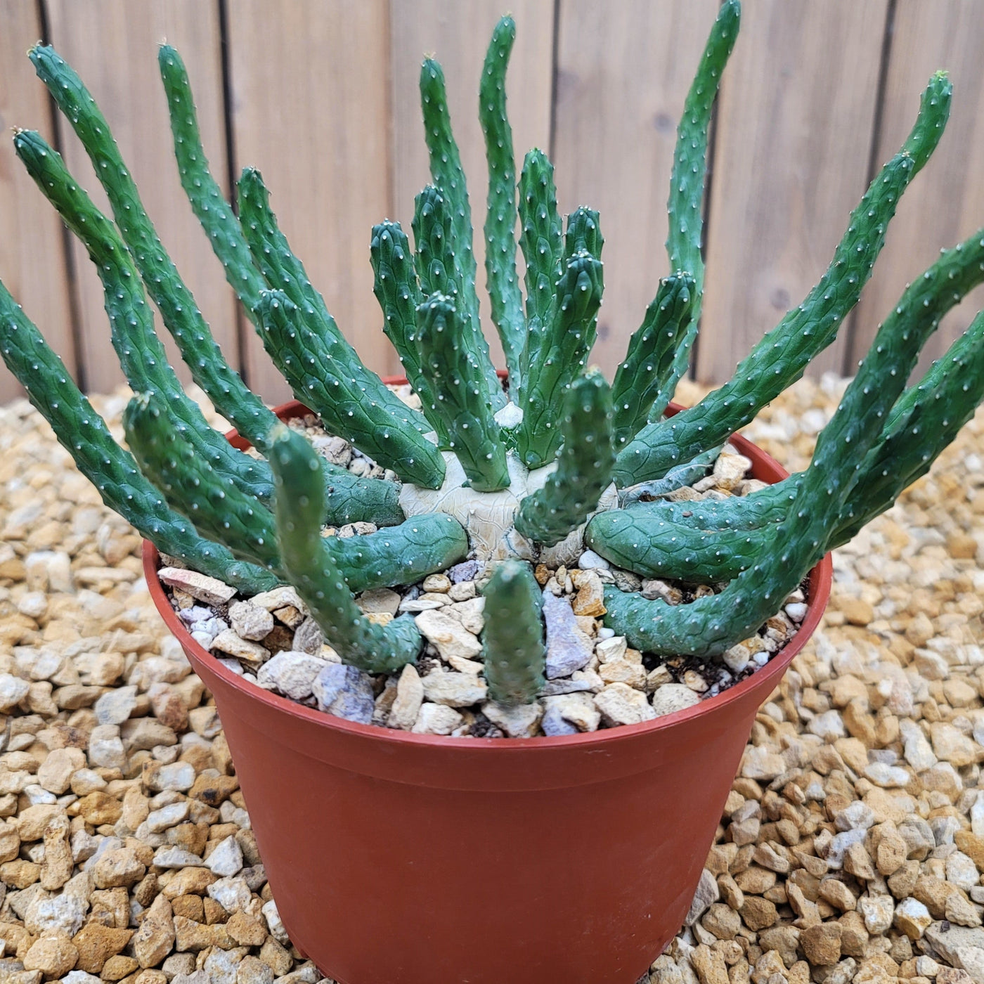 Euphorbia esculenta inhermis