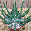 Euphorbia esculenta inhermis