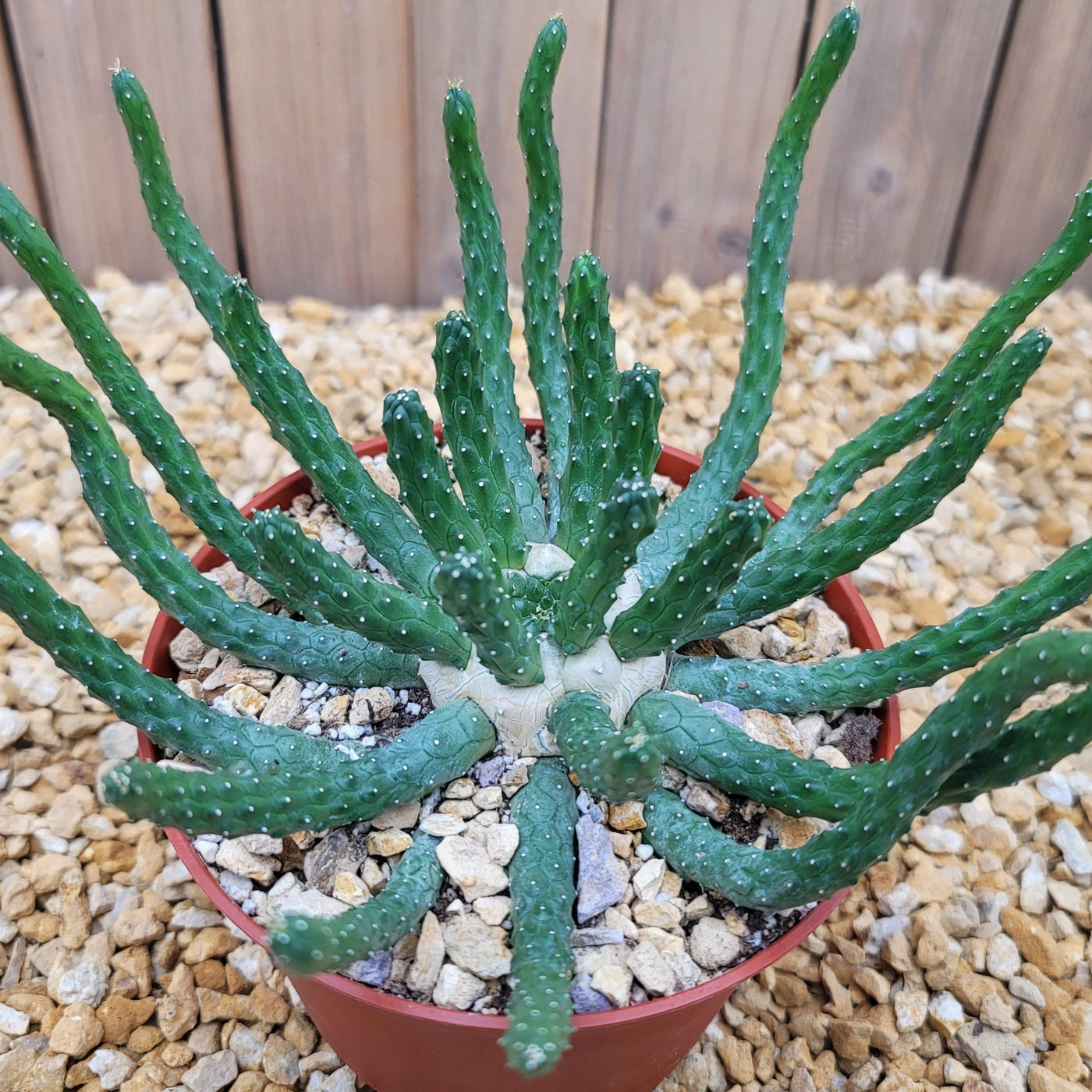 Euphorbia esculenta inhermis