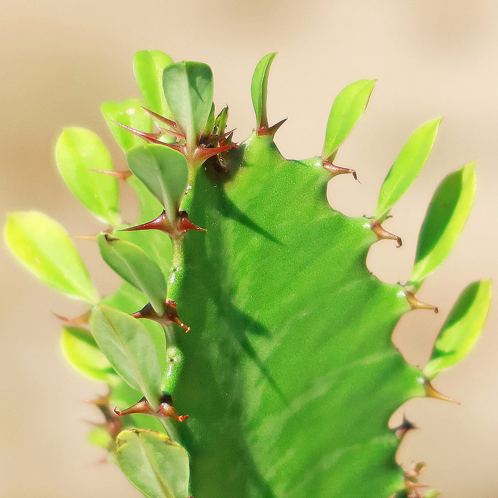 Green African Milk Tree - Euphorbia trigona &